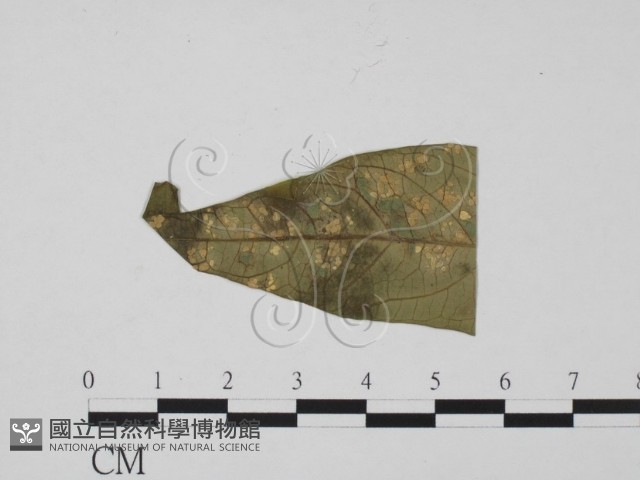 登錄號:F0010145藏品圖，第3張