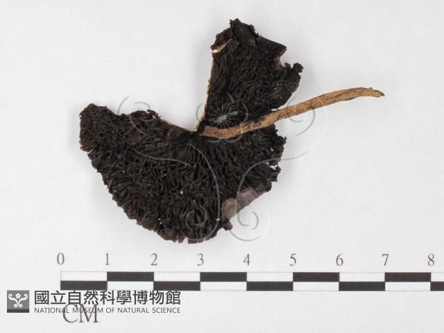 登錄號:F0026145藏品圖，第3張