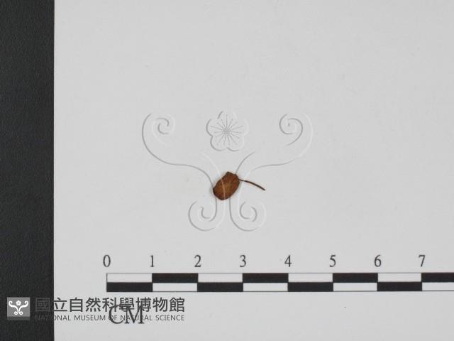 登錄號:F0016145藏品圖，第3張