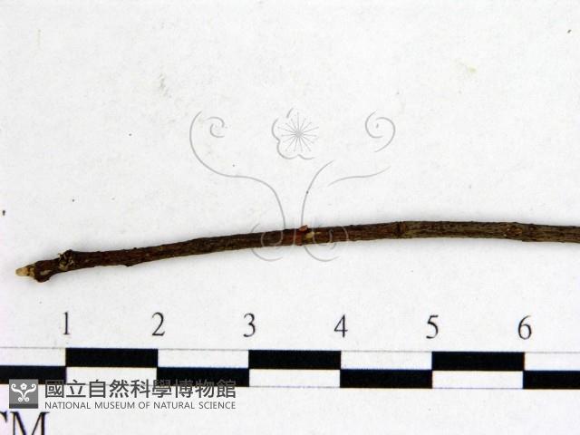 登錄號:F0001145藏品圖，第3張
