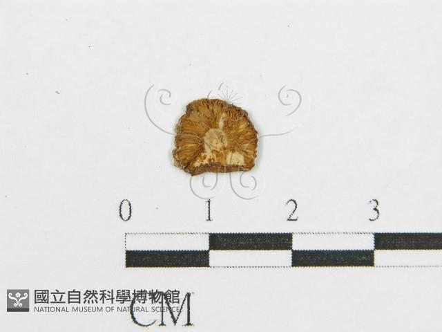 登錄號:F0011145藏品圖，第3張