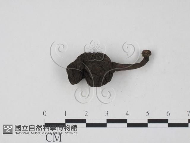 登錄號:F0005145藏品圖，第3張