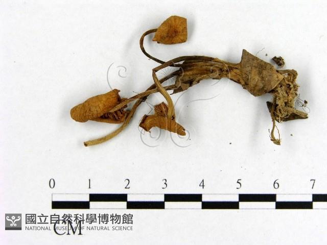 小菇屬藏品圖，第3張