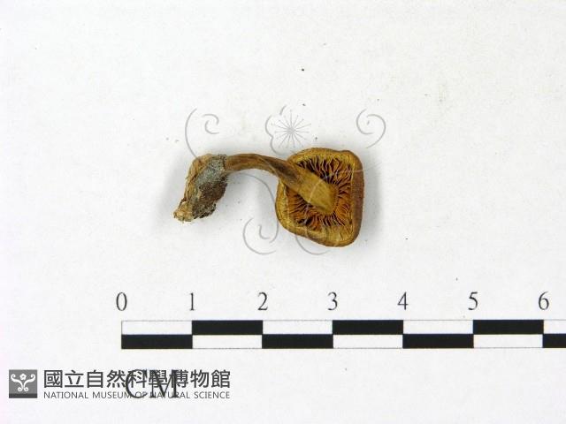 登錄號:F0023145藏品圖，第3張