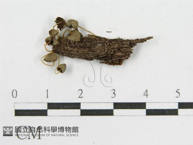 登錄號:F0013145藏品圖，第3張