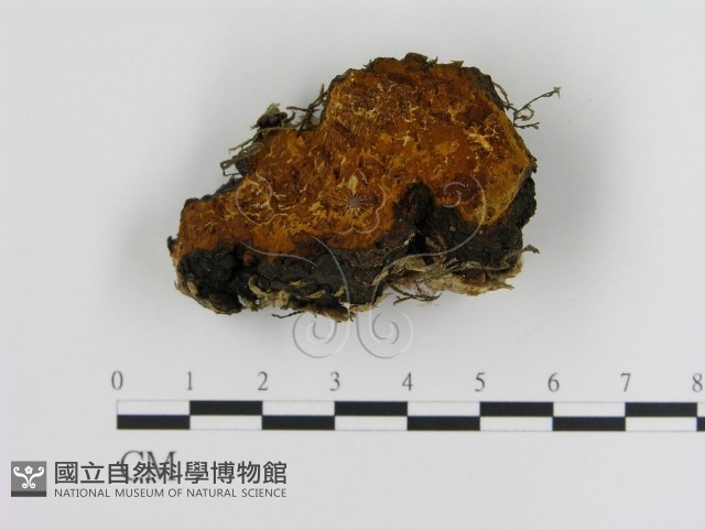 登錄號:F0008045藏品圖，第3張