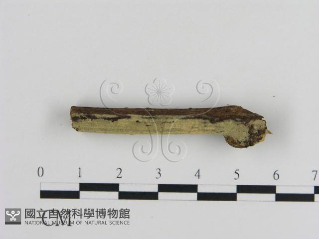 登錄號:F0010045藏品圖，第3張