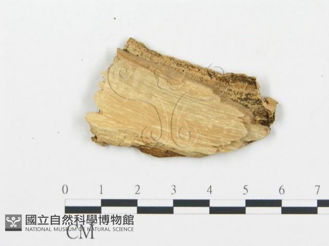 登錄號:F0006045藏品圖，第3張