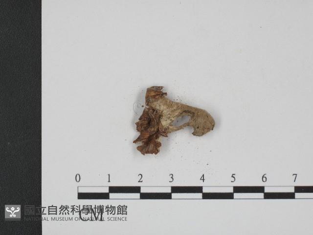 登錄號:F0004045藏品圖，第1張