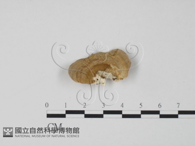 登錄號:F0014045藏品圖，第3張