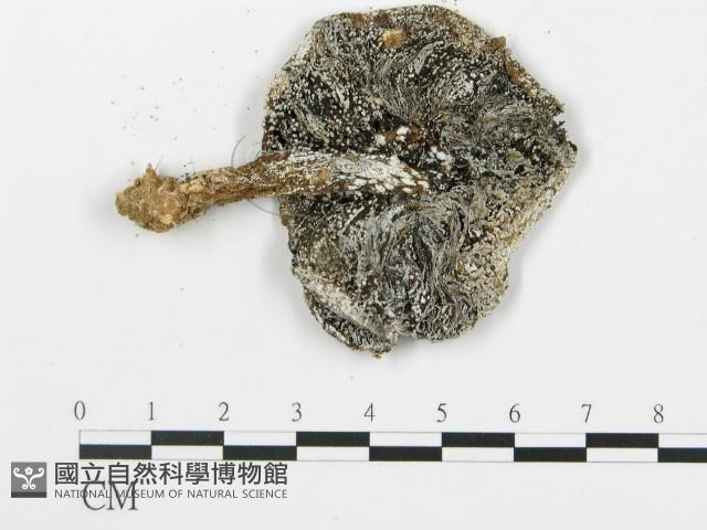 登錄號:F0002045藏品圖，第3張