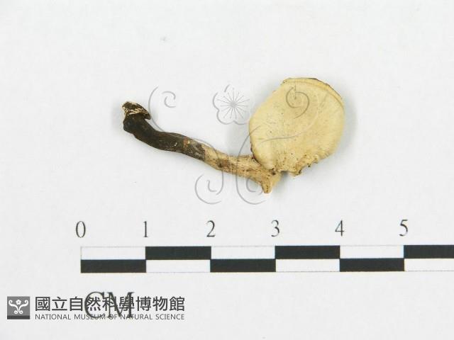 登錄號:F0007045藏品圖，第3張