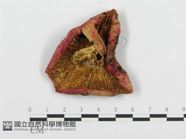 紅菇屬藏品圖，第3張