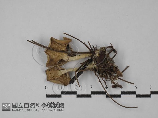 杯傘屬藏品圖，第1張