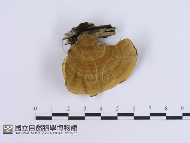 蠔韌革菌藏品圖，第3張