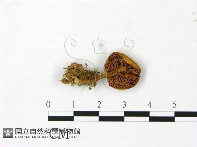登錄號:F0023045藏品圖，第3張