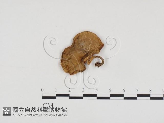 登錄號:F0013045藏品圖，第3張