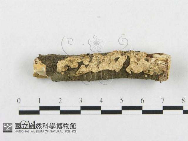 登錄號:F0000345藏品圖，第3張