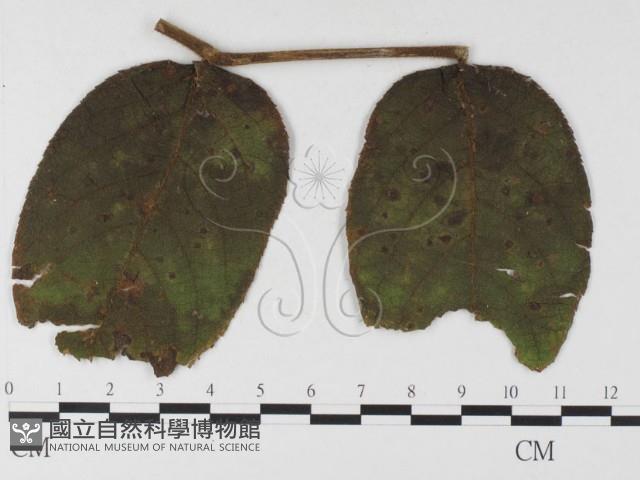 登錄號:F0026345藏品圖，第1張