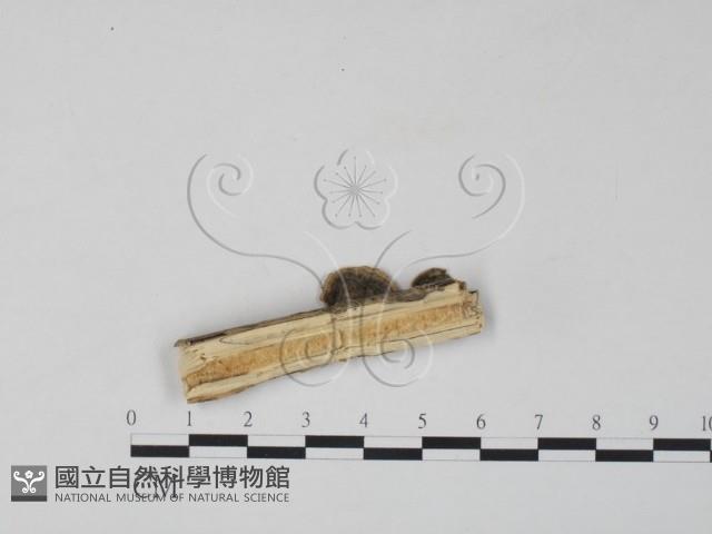 雲芝藏品圖，第3張