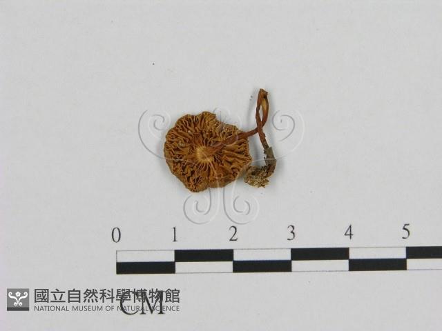 小菇屬藏品圖，第3張