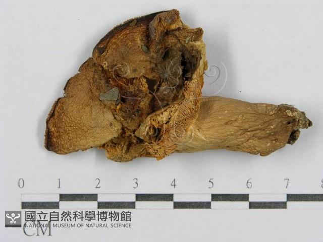 登錄號:F0004345藏品圖，第3張