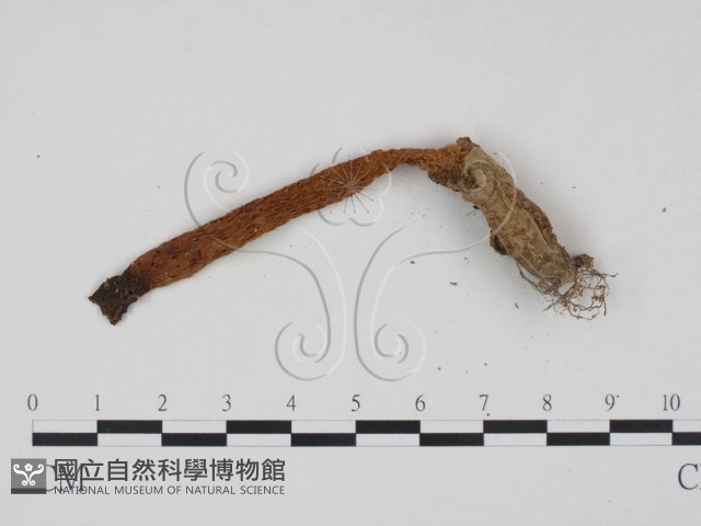 登錄號:F0014345藏品圖，第3張