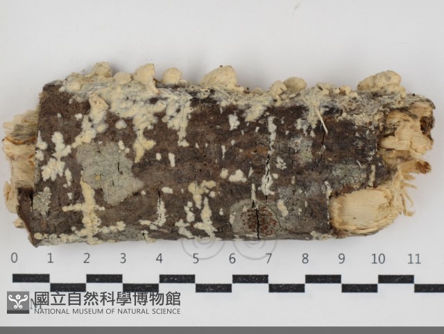 登錄號:F0034345藏品圖，第3張