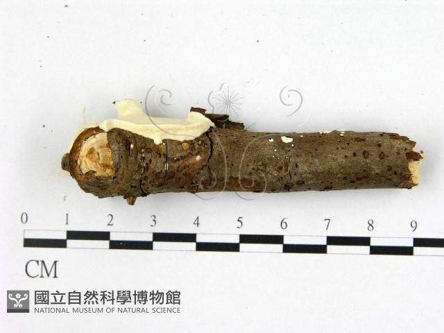 登錄號:F0022345藏品圖，第3張