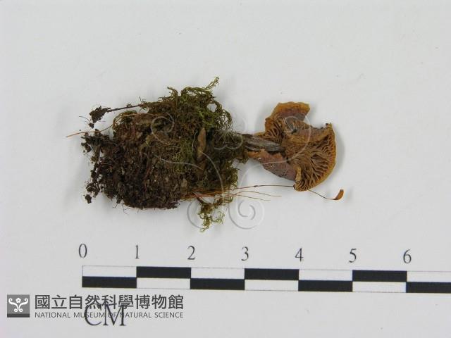 登錄號:F0002345藏品圖，第3張