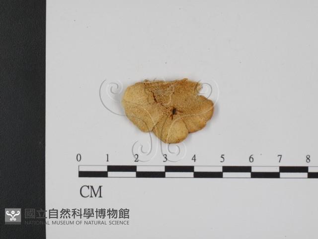 登錄號:F0007345藏品圖，第3張