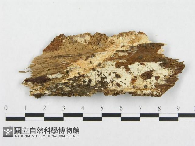 登錄號:F0017345藏品圖，第1張