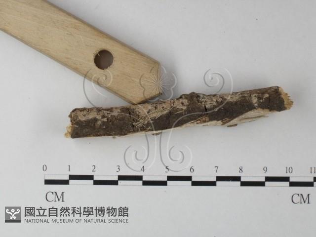 射脈菌屬藏品圖，第3張