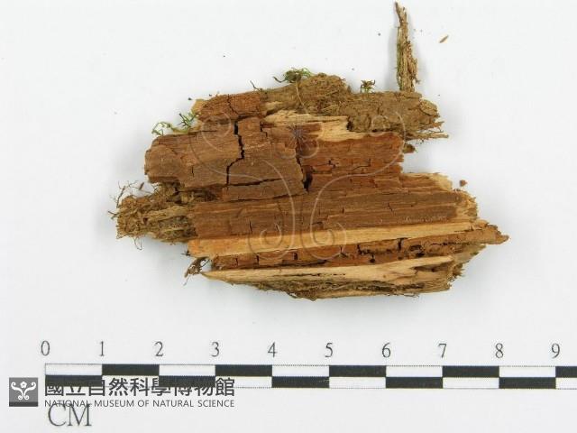 登錄號:F0015345藏品圖，第3張