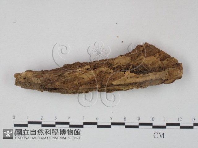 登錄號:F0009345藏品圖，第3張