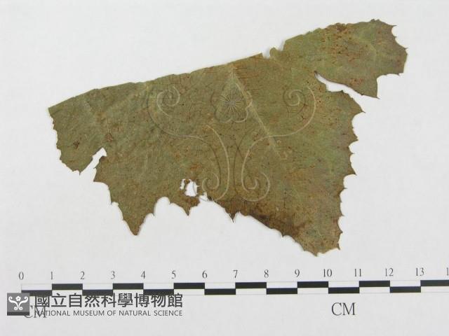 登錄號:F0019345藏品圖，第1張