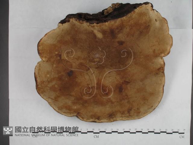 松生擬層孔菌藏品圖，第3張