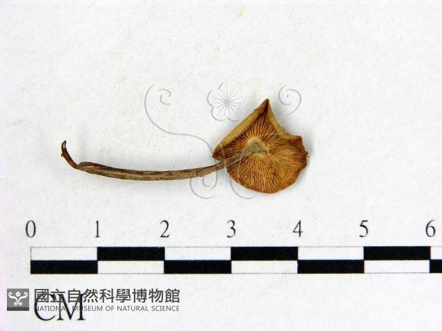 登錄號:F0020235藏品圖，第3張