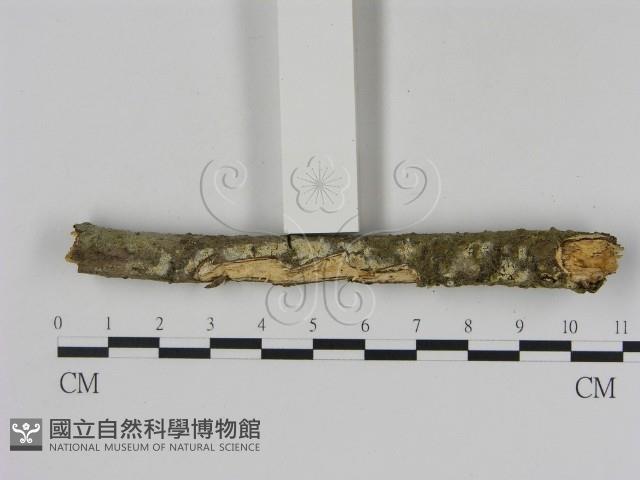 冇骨消絲齒菌藏品圖，第1張