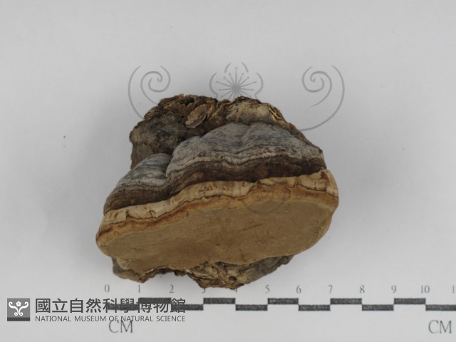 登錄號:F0031235藏品圖，第3張