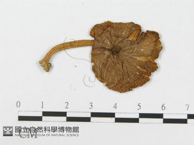 登錄號:F0014235藏品圖，第3張