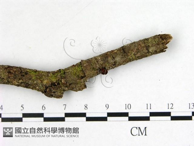 登錄號:F0002235藏品圖，第3張