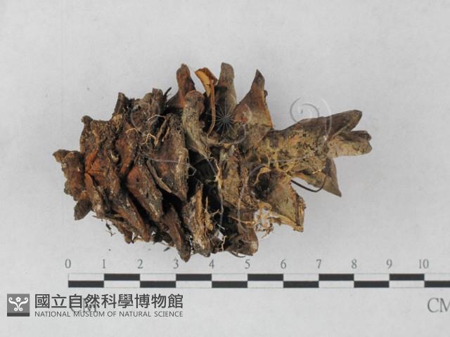 登錄號:F0027235藏品圖，第3張