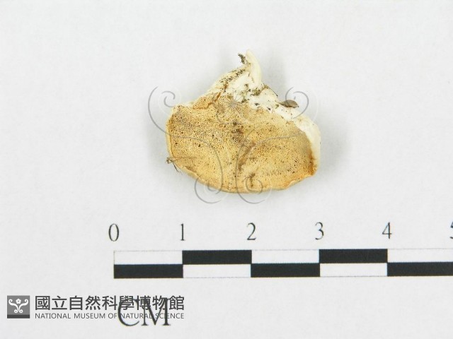 登錄號:F0007235藏品圖，第3張