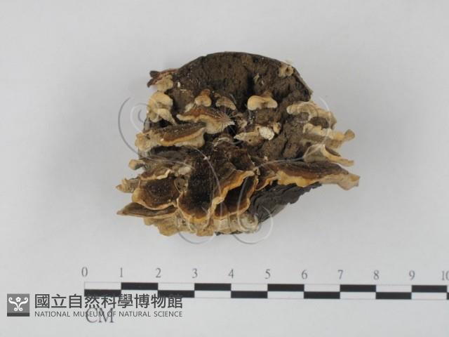 雲芝藏品圖，第3張