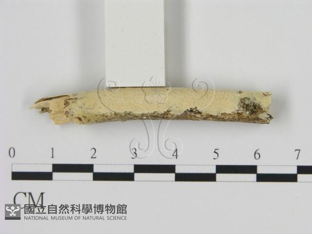 登錄號:F0009235藏品圖，第3張
