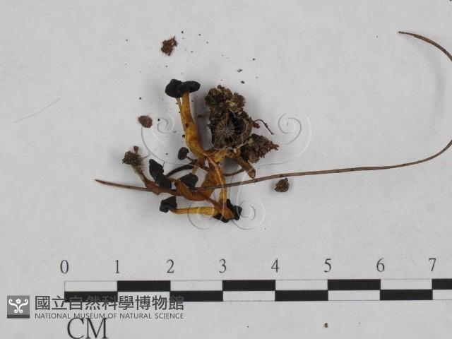 登錄號:F0023235藏品圖，第3張