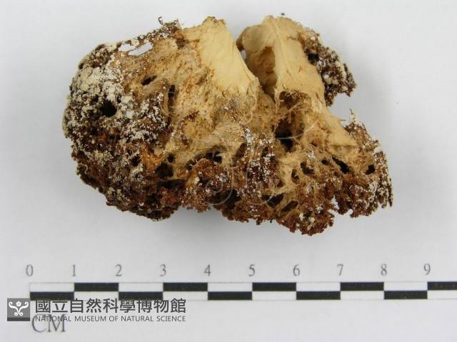 登錄號:F0003235藏品圖，第3張