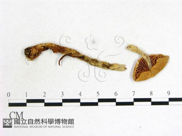 登錄號:F0013235藏品圖，第3張