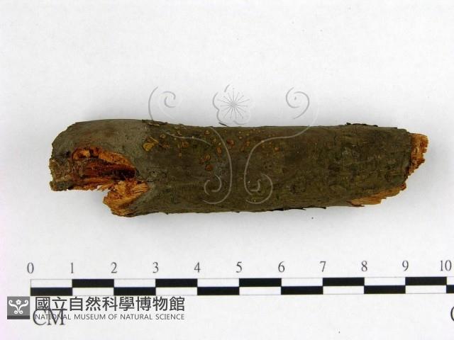 登錄號:F0020835藏品圖，第3張